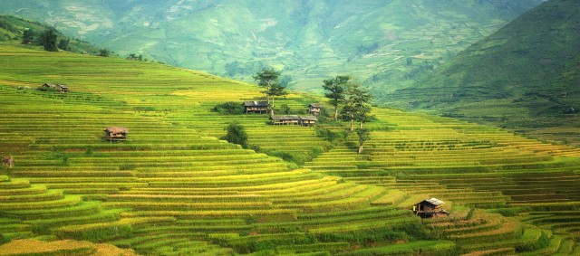 Sektor Pertanian Indonesia
